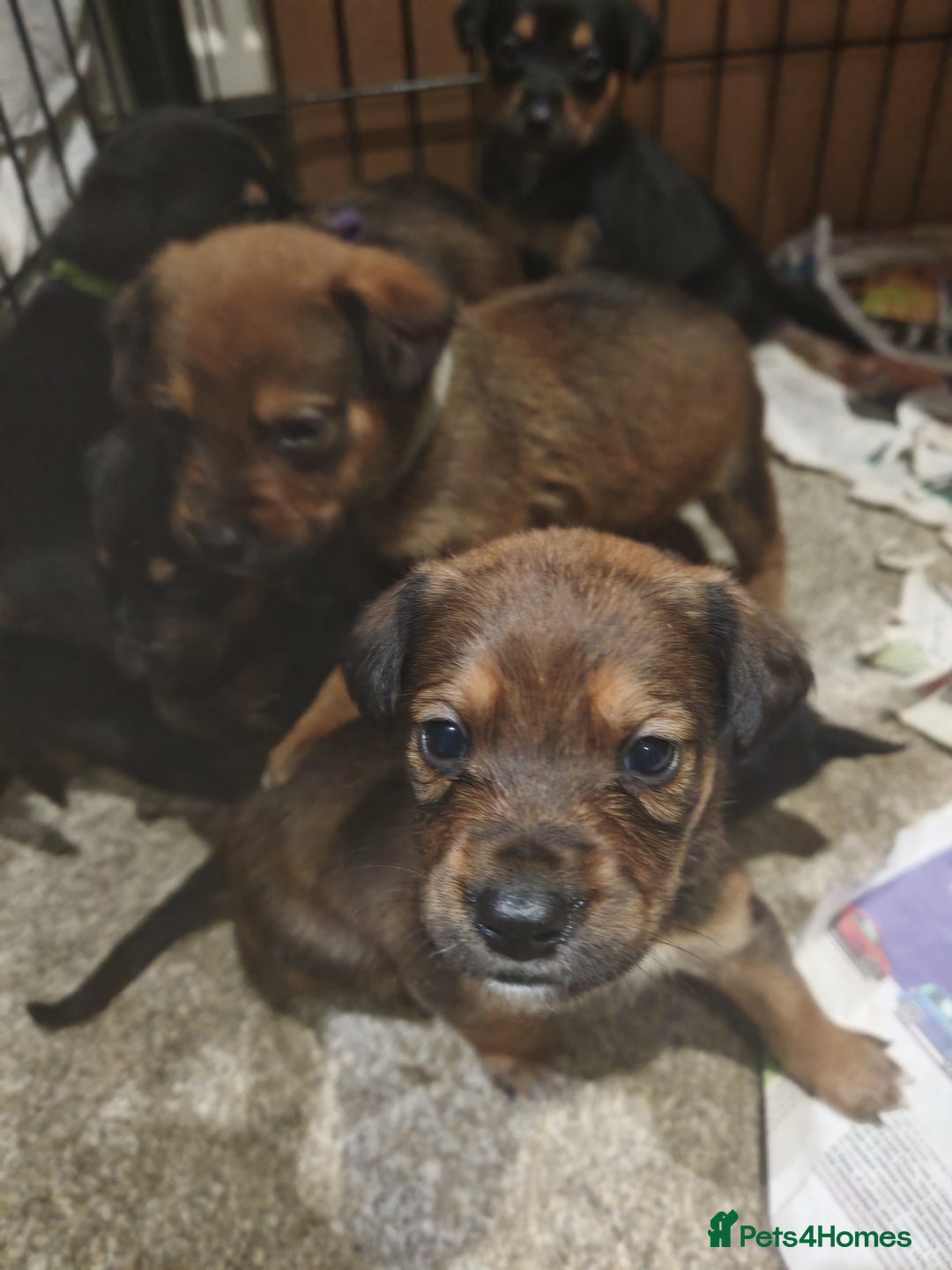 Mixed Breed dogs for sale: Rottweiler x lurcher - Advert 4