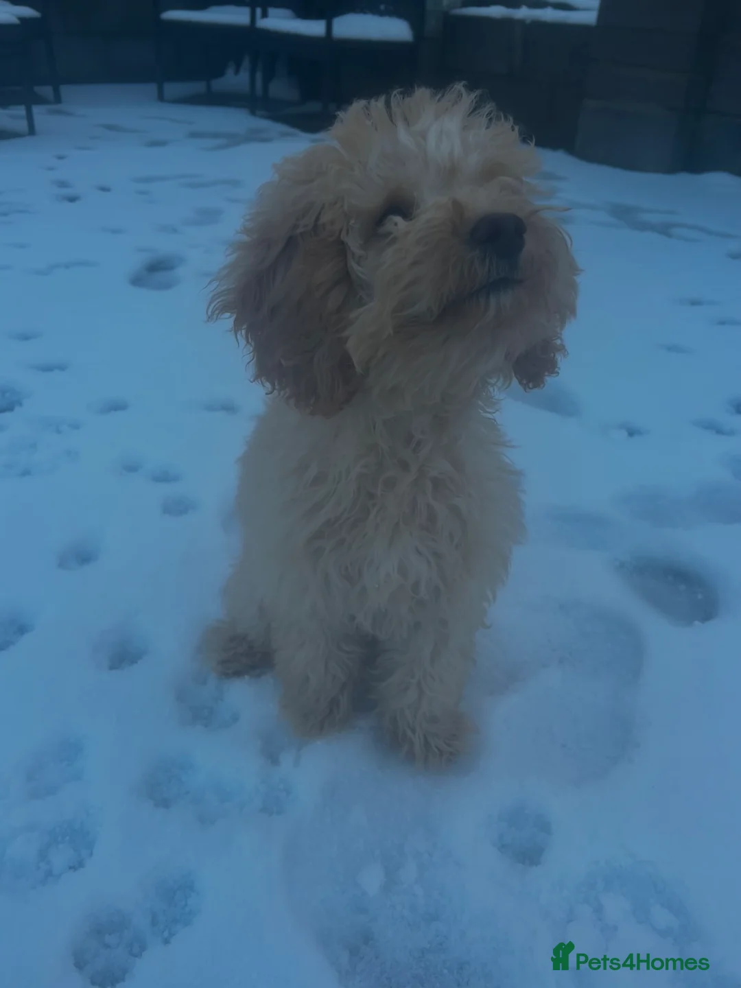 Cockapoo dogs for sale: beautiful girl - Advert 1