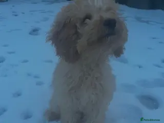 Cockapoo dogs beautiful girl - Advert 1