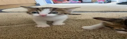 Mixed Breed cats for sale: 4 weeks old kittens in Darlington - Advert 2