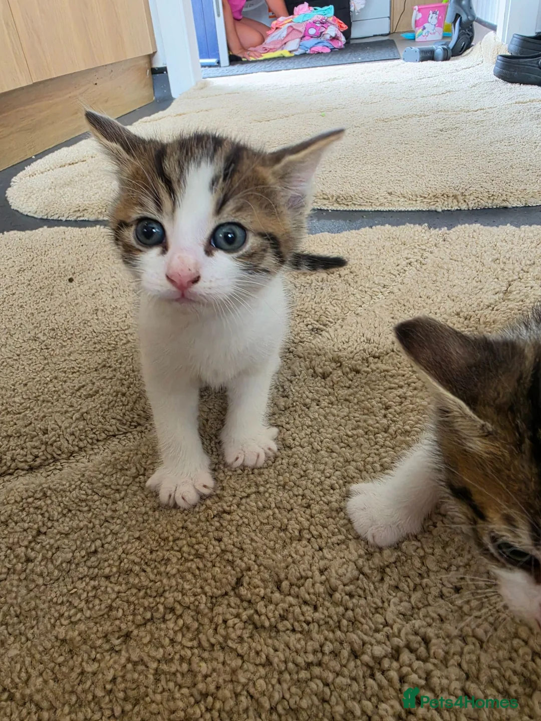 Mixed Breed cats for sale: 4 weeks old kittens in Darlington - Advert 2