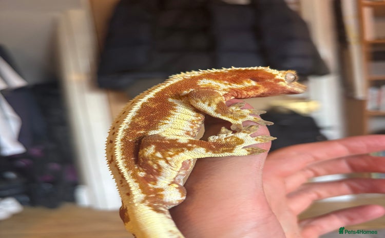 Gecko reptiles - Advert 1