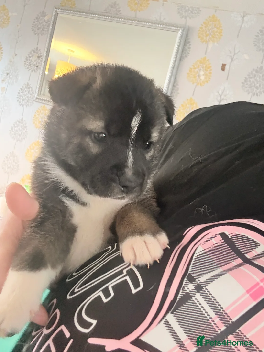 Akita dogs for sale: Akita pups March 12th ready to view  - Advert 9