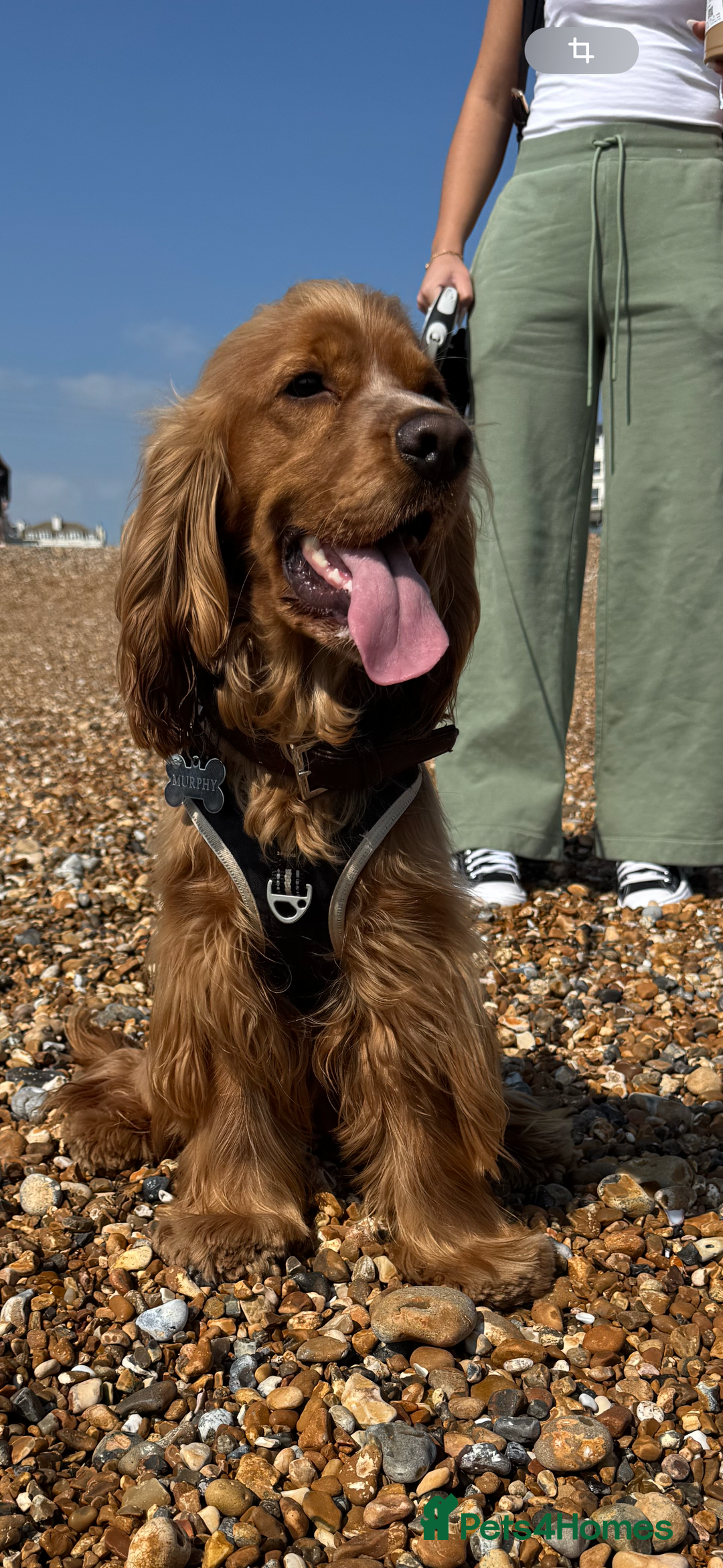 Cocker Spaniel dogs for sale: Cocker Spaniel  - Image 4