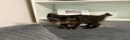 Mixed Breed cats for sale: 9 Week old girl Kitten  in Sunderland - Advert 4
