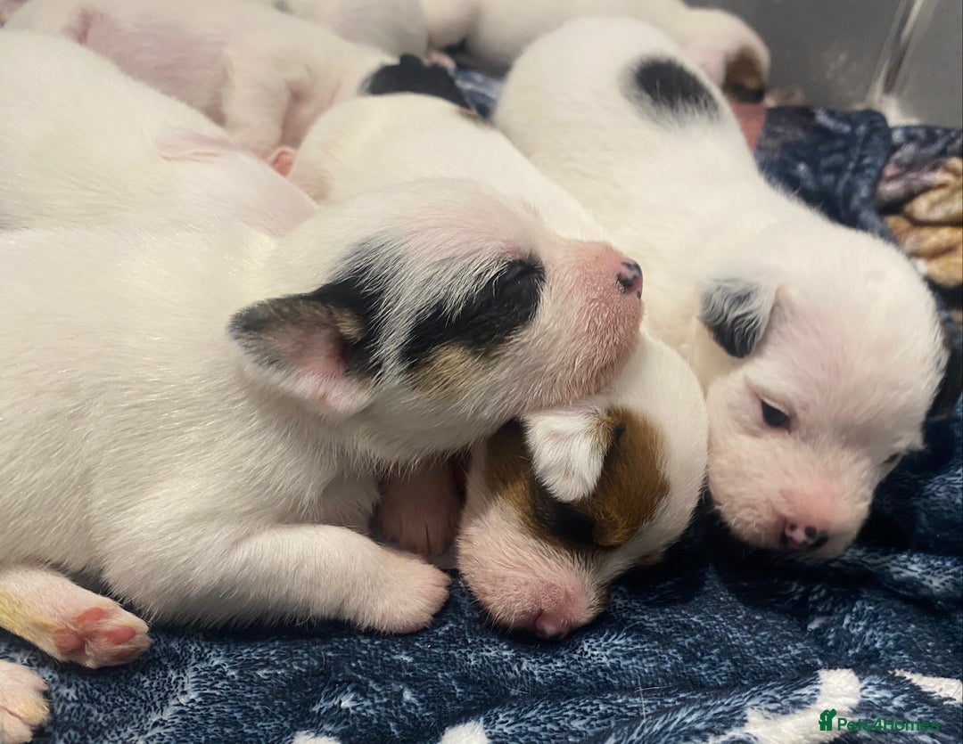 Parson Russell dogs for sale: KC Reg Champion lineage Puppys - Image 4