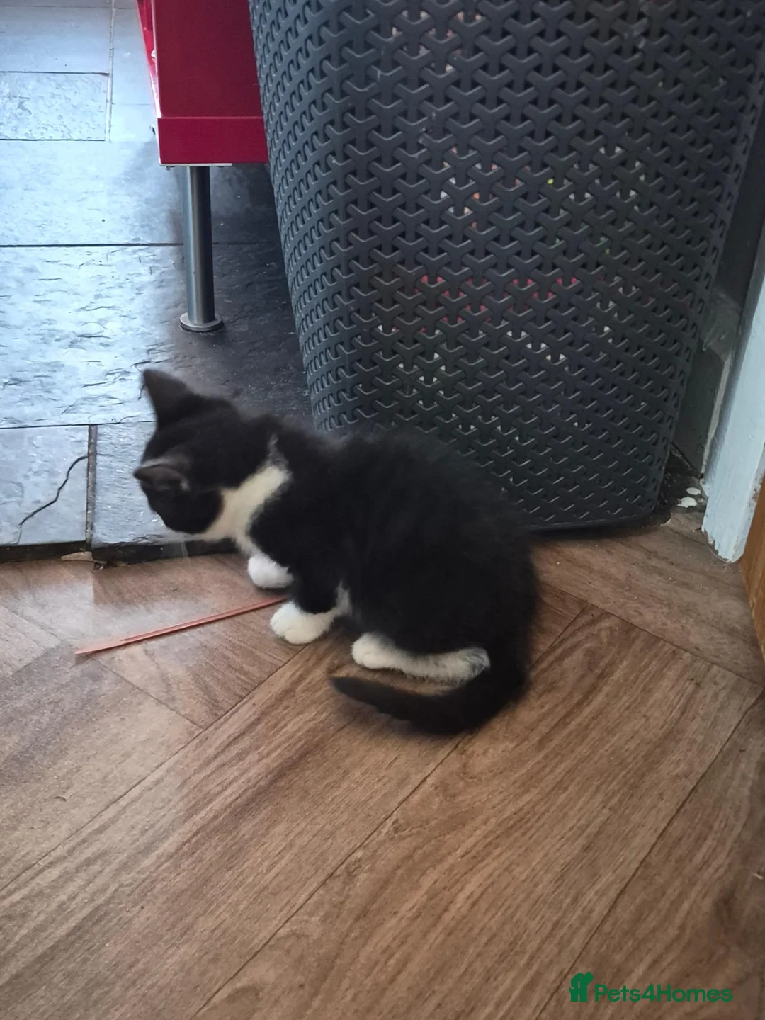 Mixed Breed cats for sale: 4 black and white kittens  - Advert 7