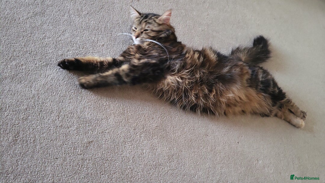 Norwegian Forest Cat cats for sale: Norwegian forest with Turkish Angora - Image 22
