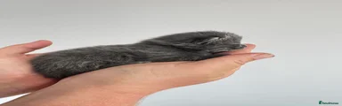 Grey female