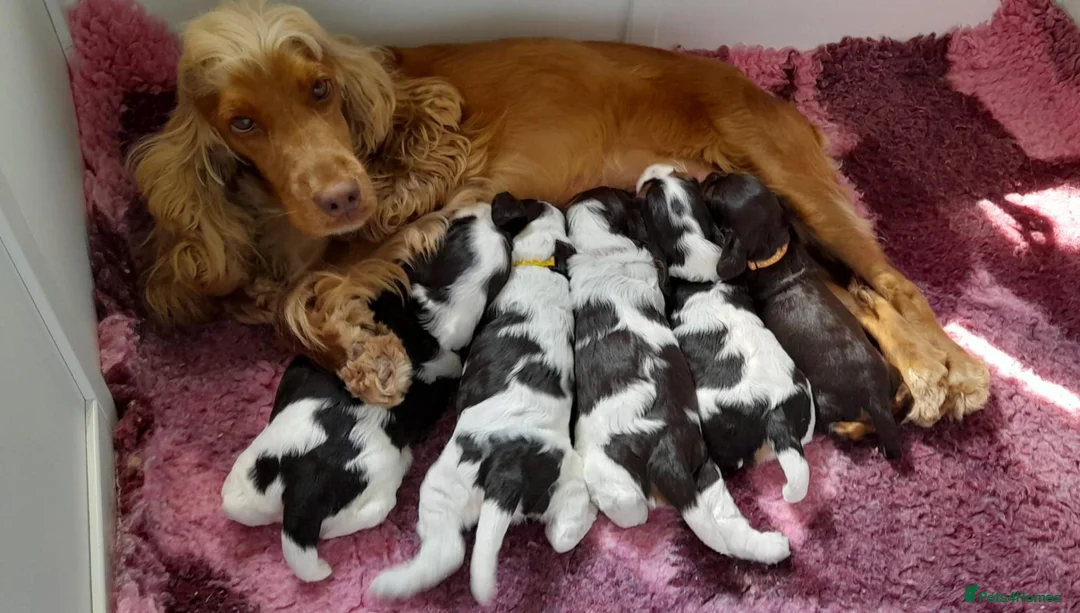 Cocker Spaniel dogs for stud: Show cocker spaniel proven stud - Advert 15