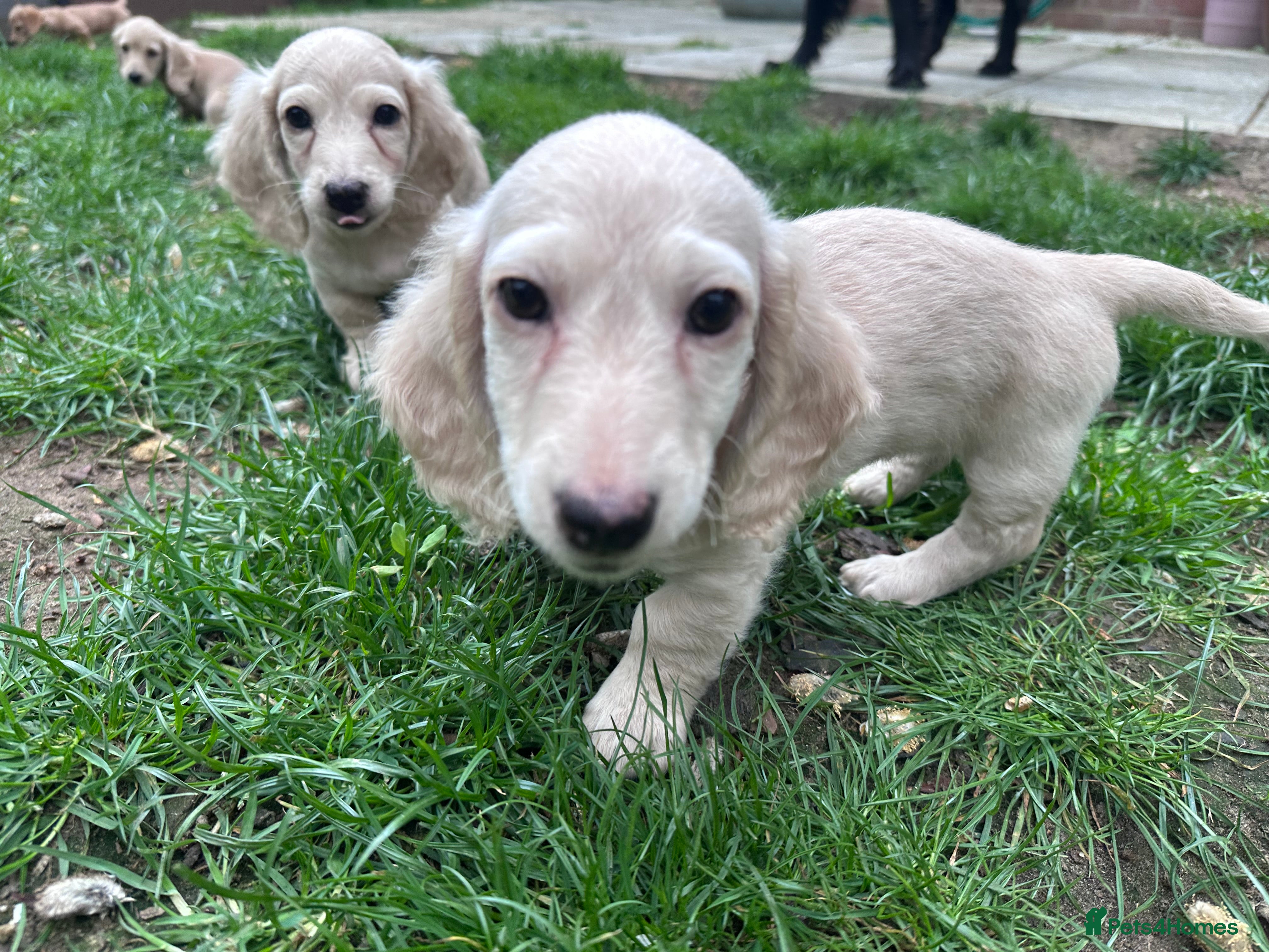 Miniature Dachshund dogs for sale: Miniature long haired dachshunds  - Advert 9