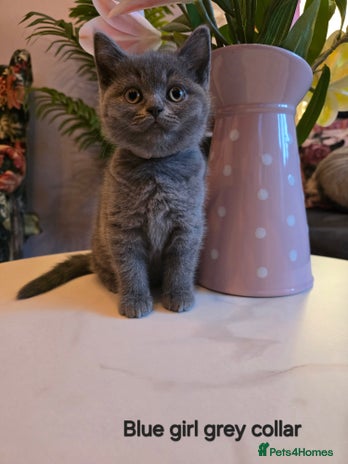 British Shorthair cats - Advert 3