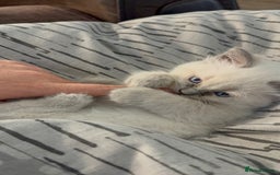 Ragdoll cats for sale: Beautiful Ragdoll Kittens for sale - Advert 5