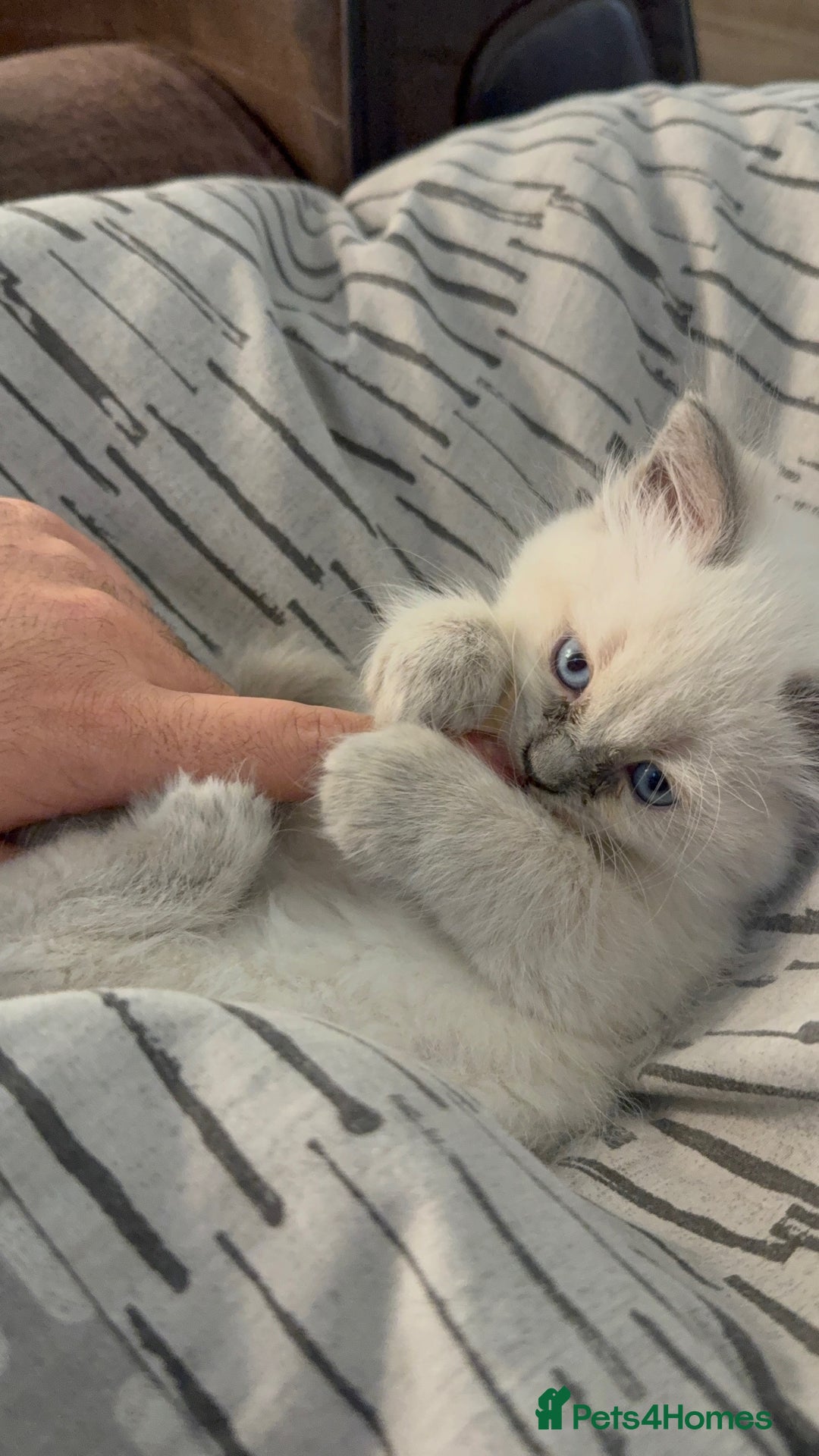 Ragdoll cats for sale: Beautiful Ragdoll Kittens for sale - Advert 5