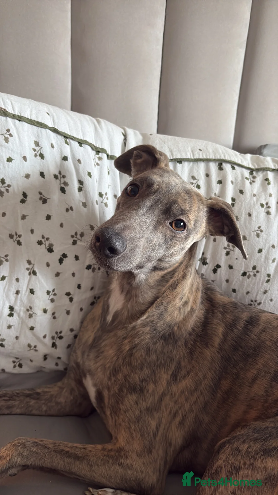 Whippet dogs for sale: Beautiful Blue brindle whippets for sale  - Advert 2
