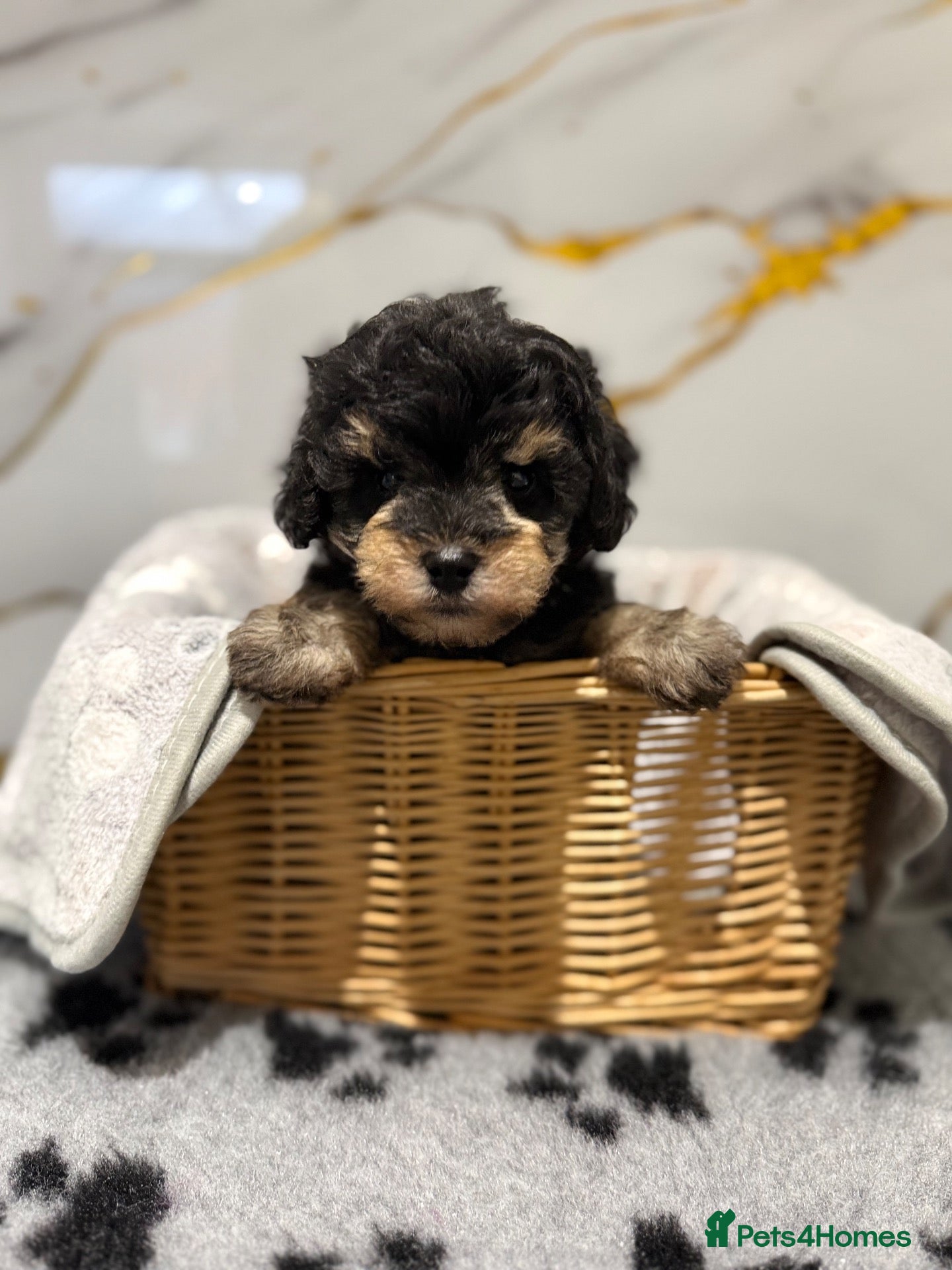 Schnoodle dogs 💫 OUTSTANDING DNA CLEAR FLUFFY SCHNOODLES 💫 - Advert 2