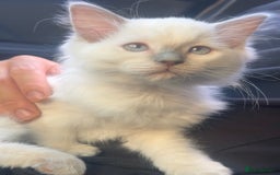 Ragdoll cats for sale: 🌸 Stunning Female Ragdoll Kitten –14 Weeks Old 🌸 - Image 1