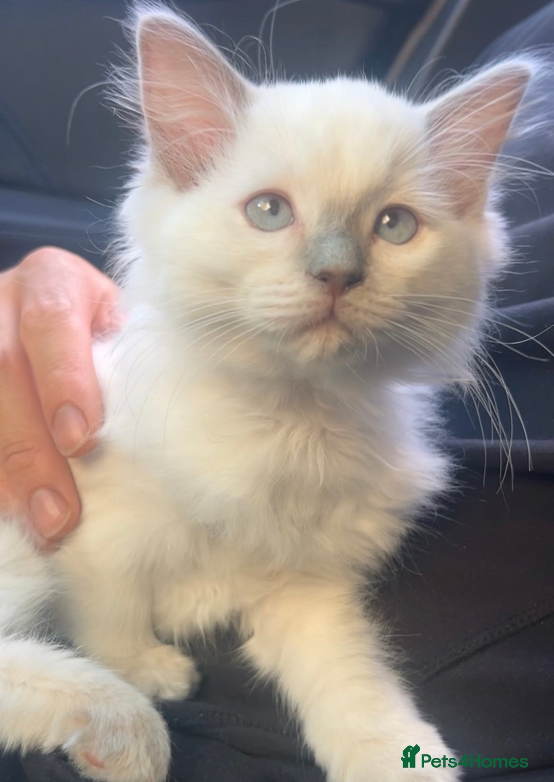 Ragdoll cats for sale: 🌸 Stunning Female Ragdoll Kitten –14 Weeks Old 🌸 - Image 1