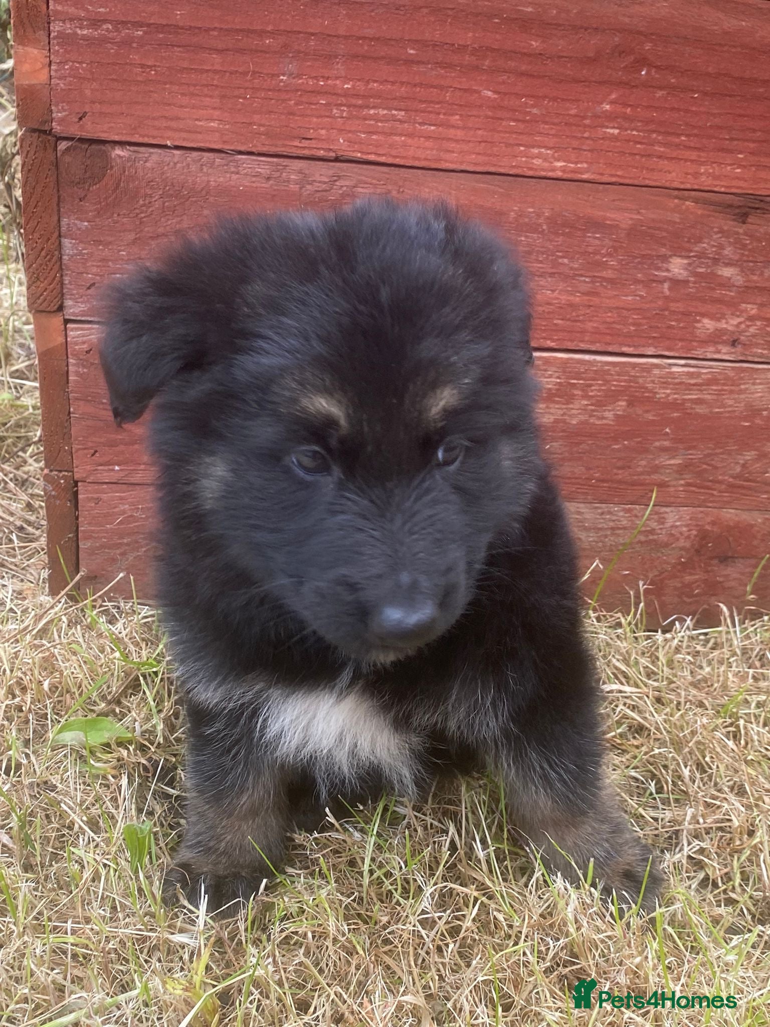 German Shepherd dogs German shepherd puppys - Advert 5