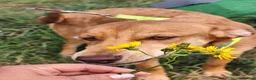 Mixed Breed dogs for adoption:  💙PRINCE💙: 8-month-old small-/low-medium boy - Advert 15