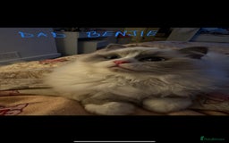 Ragdoll cats for sale: Three gorgeous ragdolls for sale  - Image 2