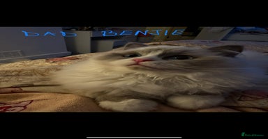 Ragdoll cats - Advert 4