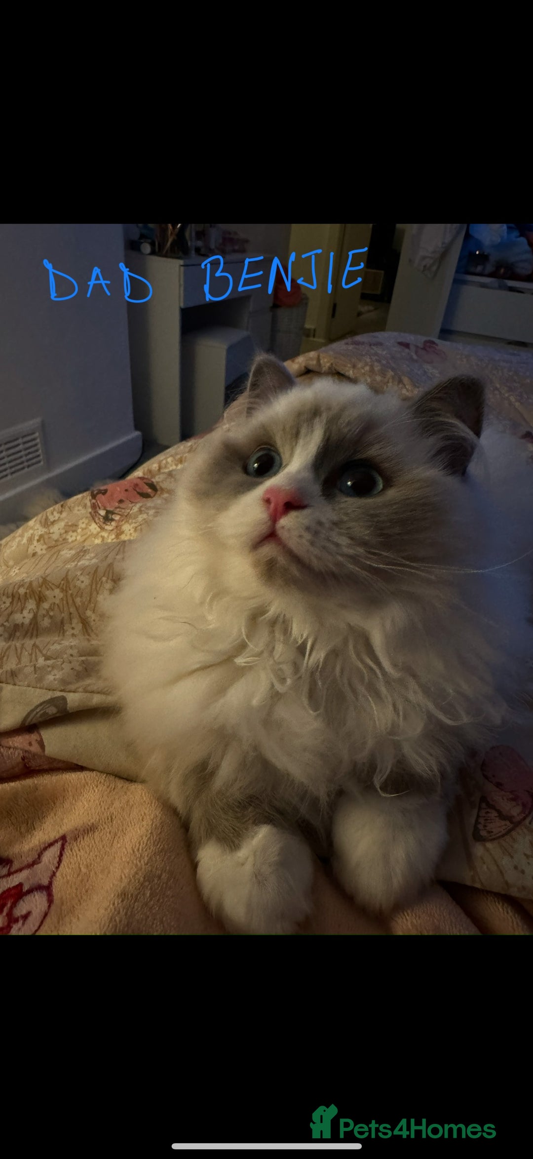 Ragdoll cats for sale: Three gorgeous ragdolls for sale  - Image 2