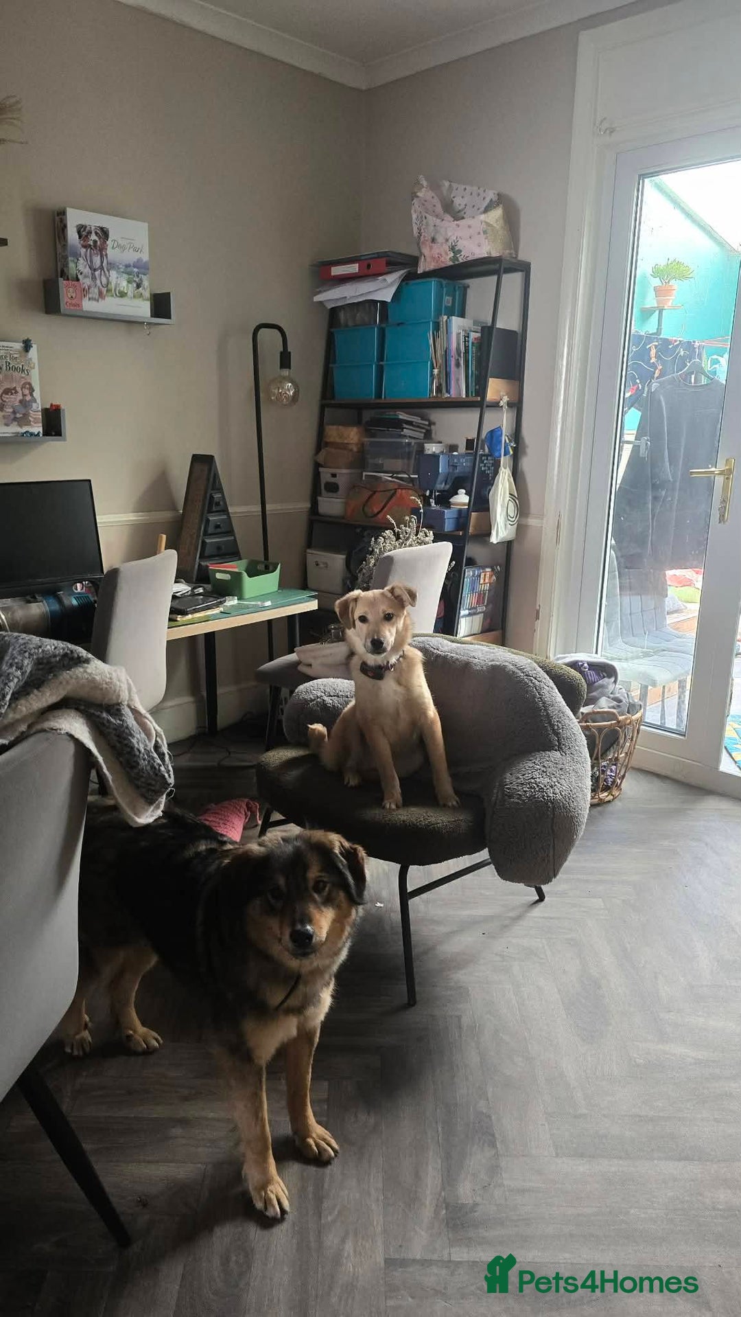 Mixed Breed dogs for adoption: Aramis for adoption - Advert 4