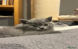 British Shorthair cats for sale: GCCF Registered Championship Line BSH Kittens - Image 13