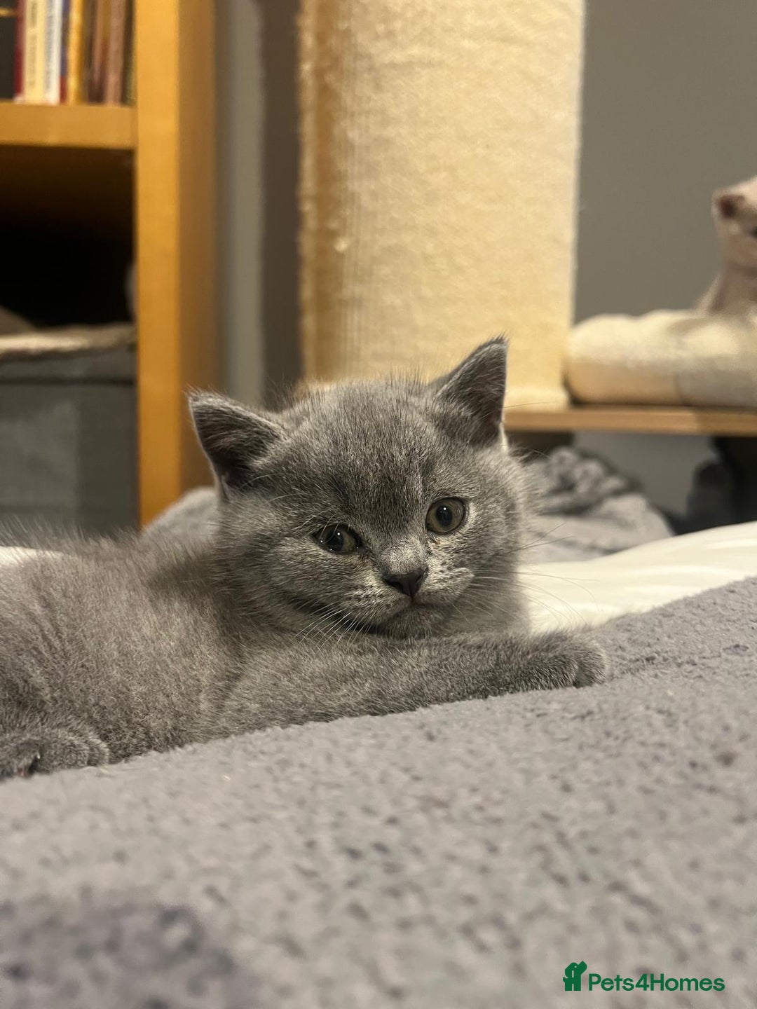 British Shorthair cats for sale: GCCF Registered Championship Line BSH Kittens - Image 13
