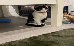 Mixed Breed cats for sale: Rehoming Our Girl - Image 6