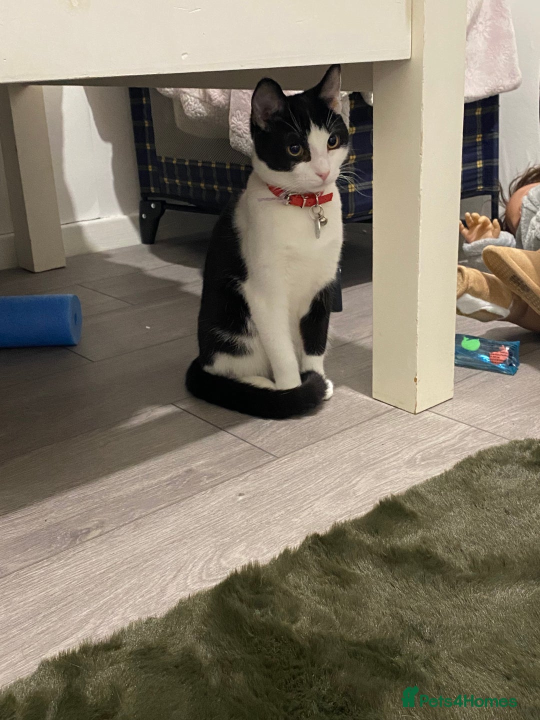 Mixed Breed cats for sale: Rehoming Our Girl - Image 6