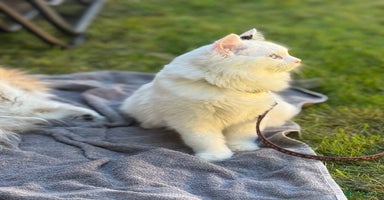 Ragdoll cats - Advert 8