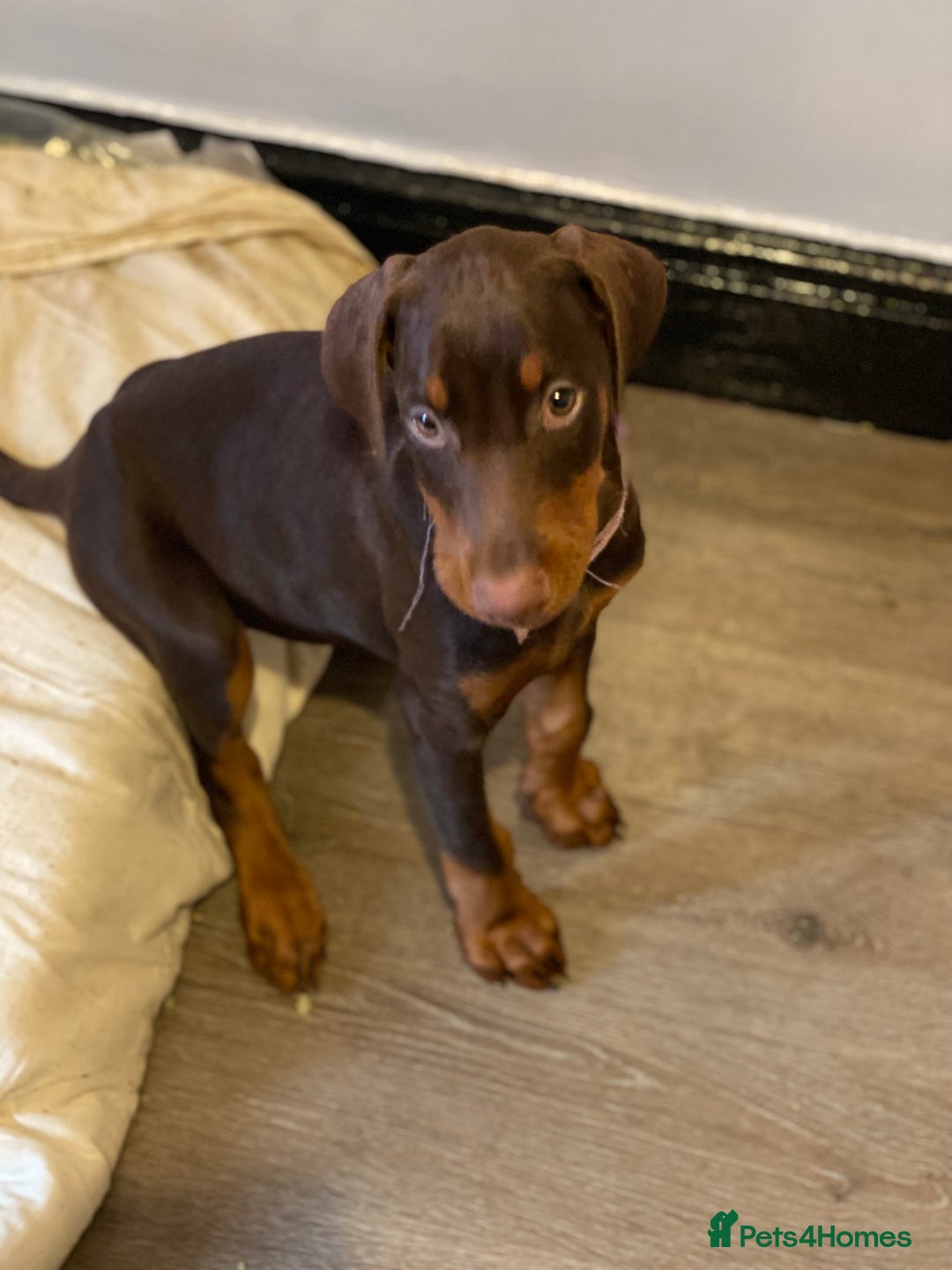 Dobermann dogs for sale: Beautiful Dobermann puppies - Image 3