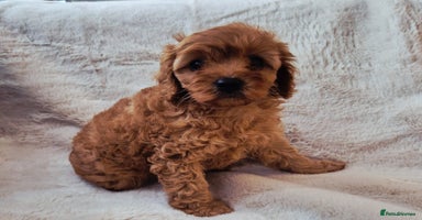 Cavapoo dogs - Advert 11