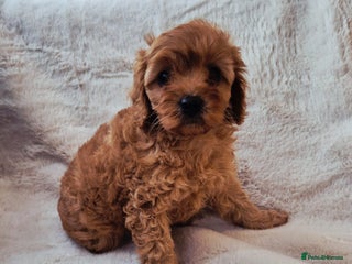 Cavapoo dogs - Advert 8