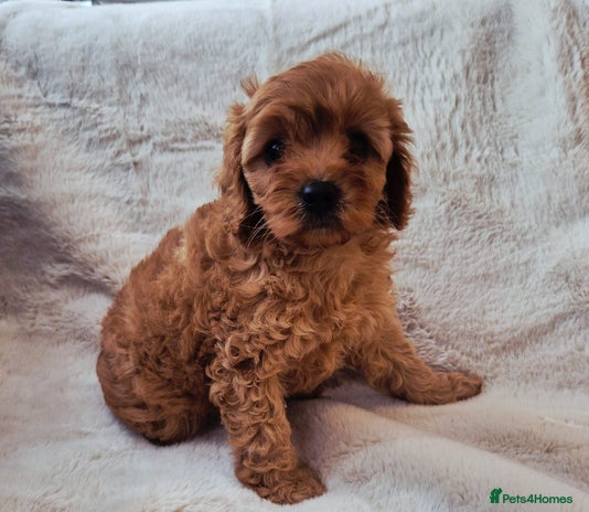 Cavapoo dogs - Advert 3