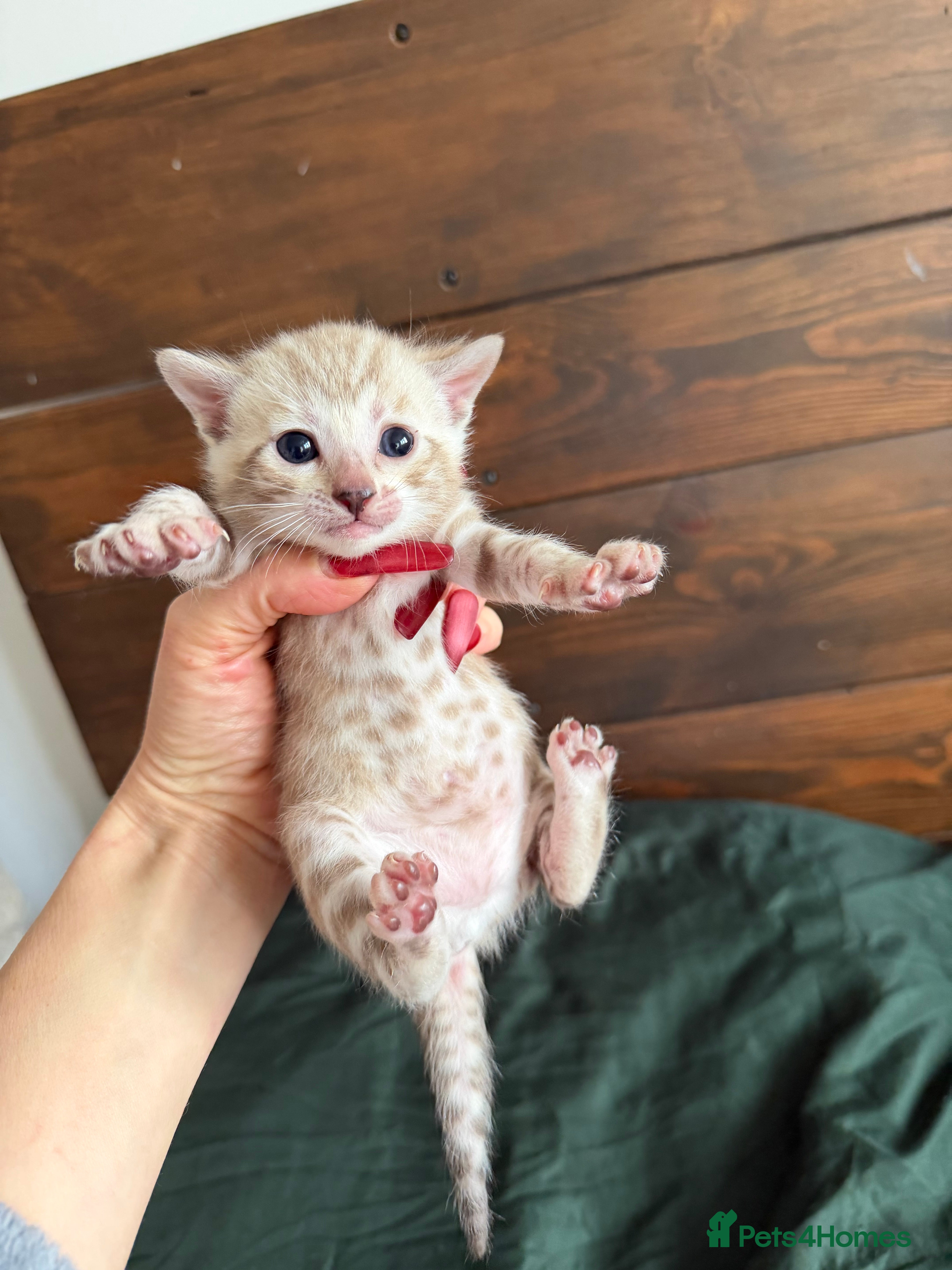 Bengal cats 🏆 Snow Lynx Bengal Kittens, TICA 5th Gen Pedigree - Advert 6