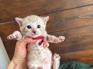 Bengal cats 🏆 Snow Lynx Bengal Kittens, TICA 5th Gen Pedigree - Advert 1