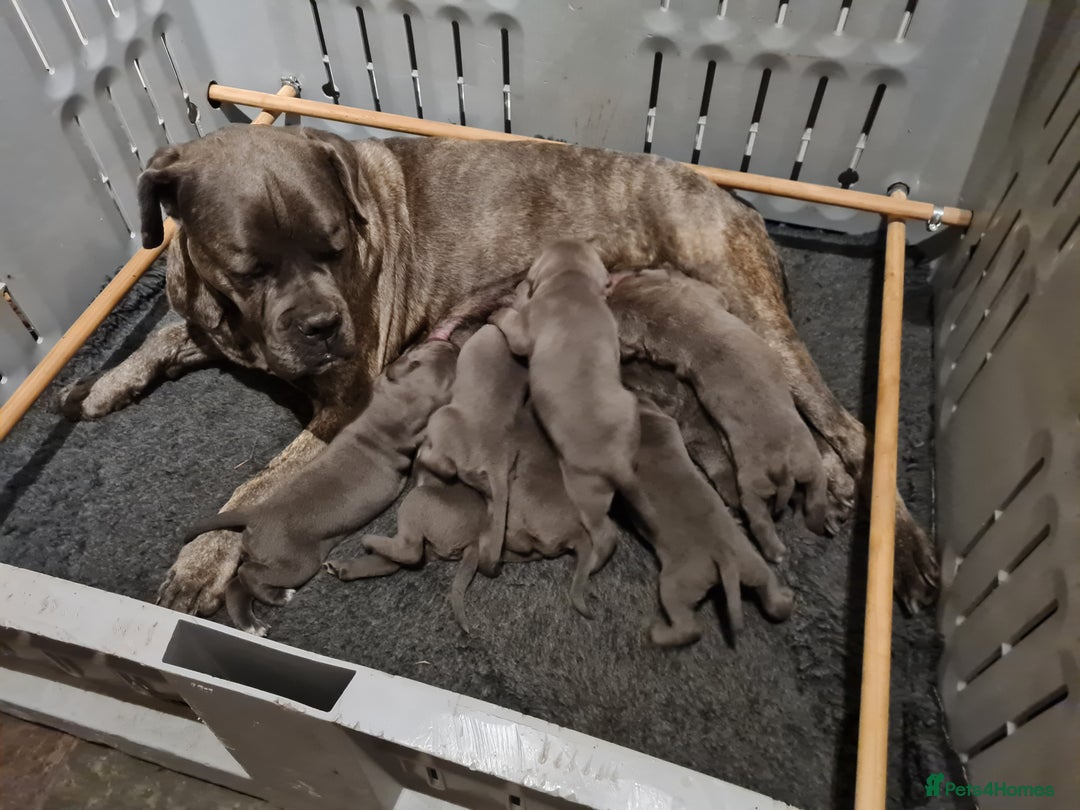 Cane Corso dogs for sale: Cane Corso pups for sale  - Advert 8