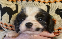 Cavalier King Charles Spaniel dogs for sale: KC Cavalier King Charles ÐNA tested parents  - Image 13
