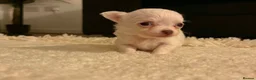 Chihuahua dogs for sale: Tiny Female chihuahua puppies  - Advert 11