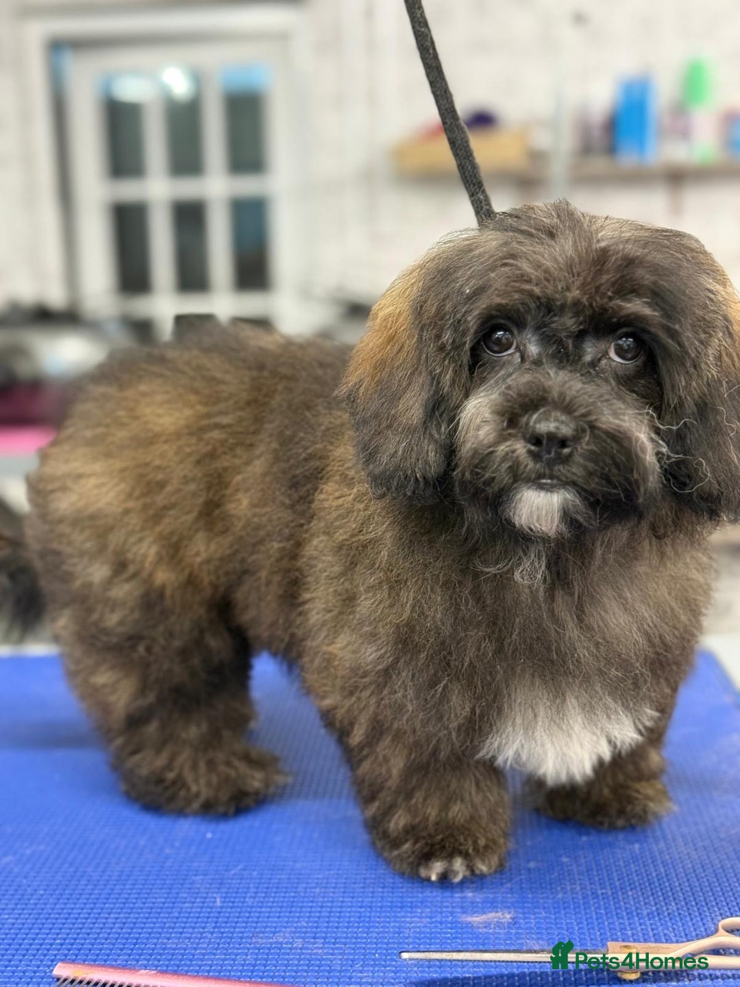 Shihpoo dogs for sale: 🩷 Beautiful Shihpoo Girl available 🩷 - Image 14