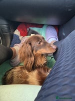 Miniature Dachshund dogs 2yr old chocolate and tan long haired MINI girl - Advert 3