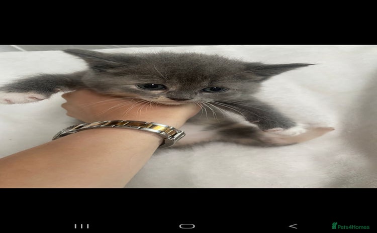 Persian cats - Advert 1