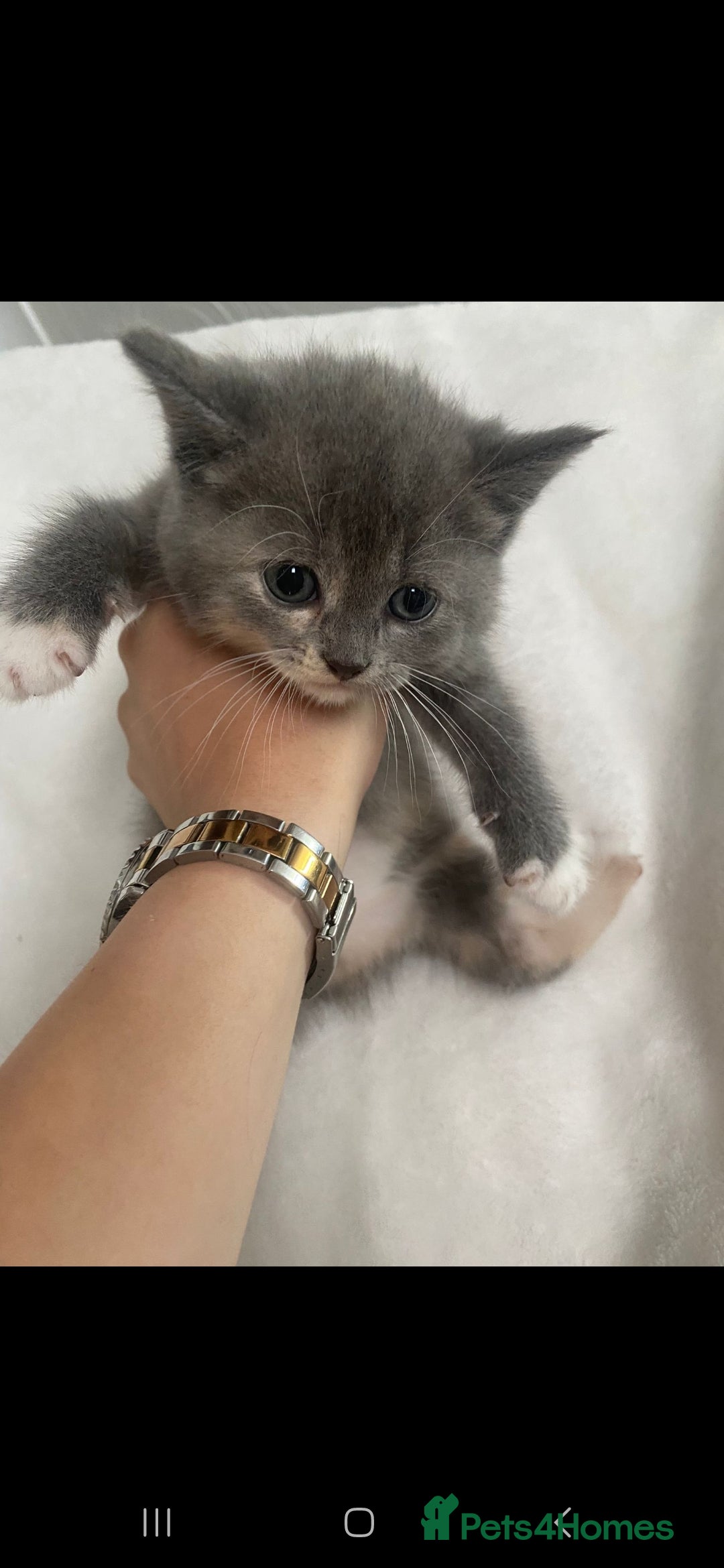 Persian cats for sale: Persian mixed breed  - Image 1
