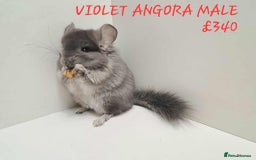 Chinchilla rodents for sale: STUNNING BABIES CHINCHILLA MIX COLOURS AND GENDER  - Image 17