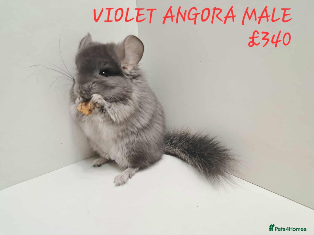 Chinchilla rodents for sale: STUNNING BABIES CHINCHILLA MIX COLOURS AND GENDER  - Image 17