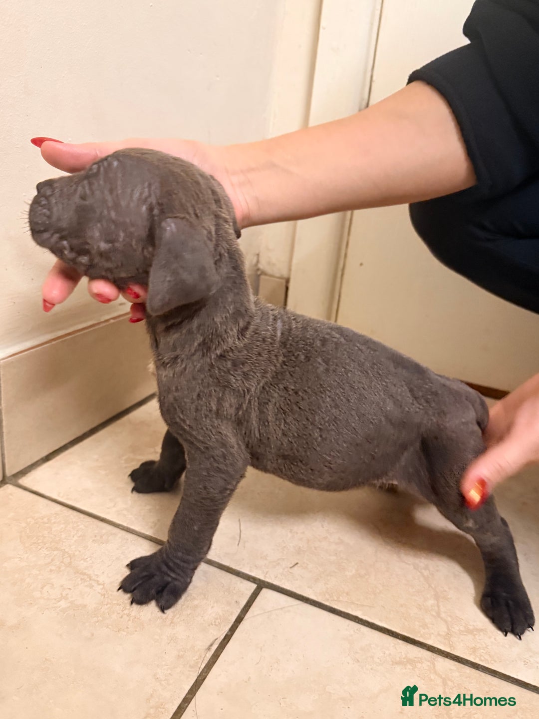 Cane Corso dogs for sale: Beautiful Cane Corso puppies available - Advert 10