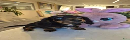 Miniature Dachshund dogs for sale: Beautiful Miniature Dachshund Ready to leave!♥️💙 - Advert 11